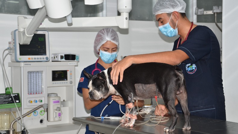 Investigación veterinaria elaborada en el Tolima se destaca en revista científica europea