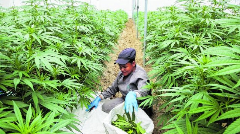  Gobierno Nacional reglamentó el uso industrial del cannabis
