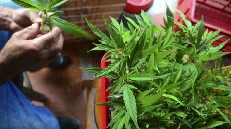 Colectivos insisten en la legalización del cannabis como una oportunidad para la economía de Ibagué