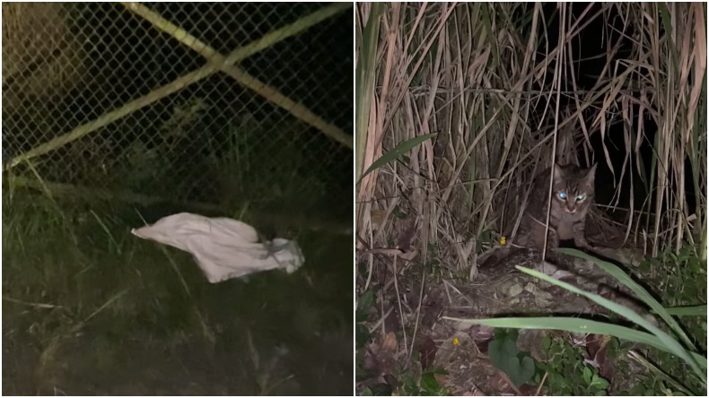 Lamentable: denuncian a hombre que abandonó a un gato a las afueras de Ibagué