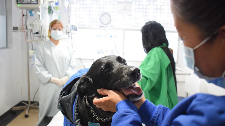Según expertos, mascotas ayudarían a recuperar pacientes en UCI