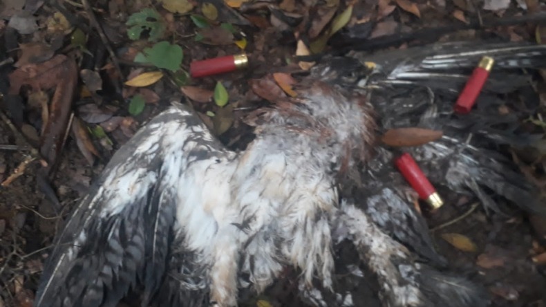 Lamentable: más de 300 águilas cuaresmeras fueron asesinadas por cazadores en Falan 