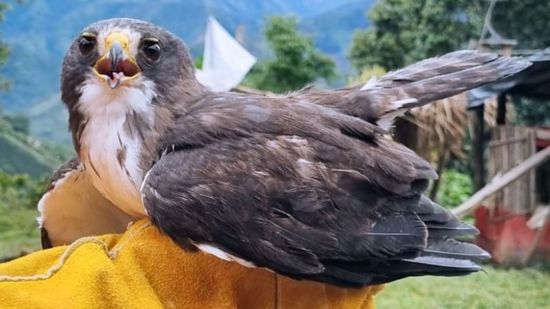 Dos niños de Chaparral rescataron a un águila cola corta