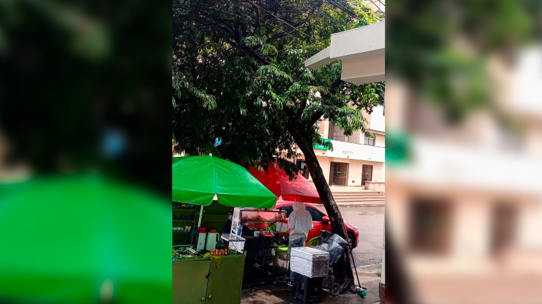 Vecinos de La Macarena piden talar un árbol en riesgo de caída hace más de un año