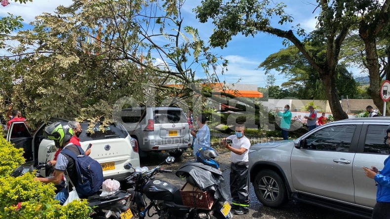 Emergencia en Mirolindo: árbol cayó sobre varios vehículos