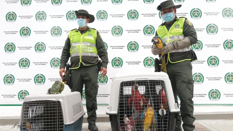 Policía de Ibagué incautó 11 aves silvestres en San Bernardo