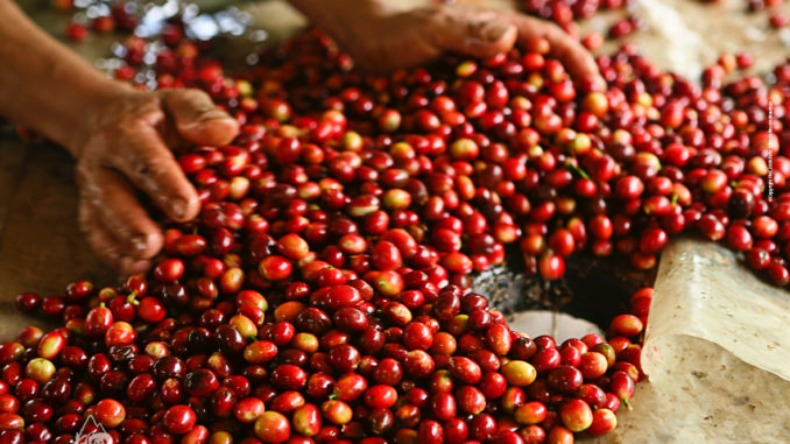 El proyecto que busca mitigar la contaminación generada por la producción de café en el Tolima