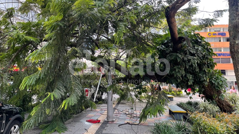 Emergencia en Ibagué: árbol del Parque Murillo Toro se desplomó