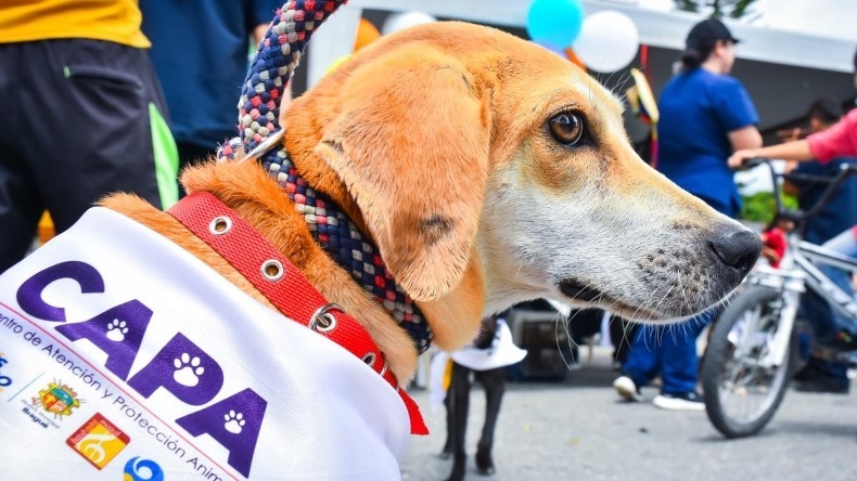 Este domingo habrá jornada de adopción de perritos en la ciclovía de Ibagué