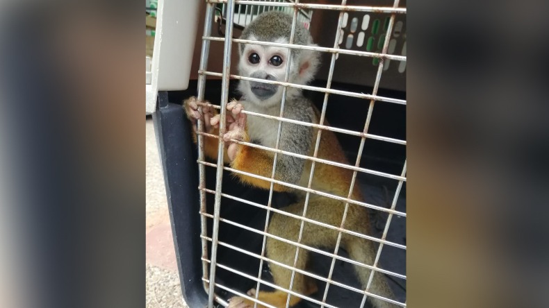 El colmo: mono ardilla bebé era retenido como mascota en hogar de Ibagué