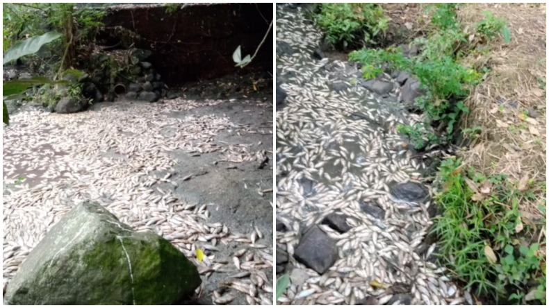 No han sido identificados los responsables por caso de mortandad de peces en vereda de Ibagué