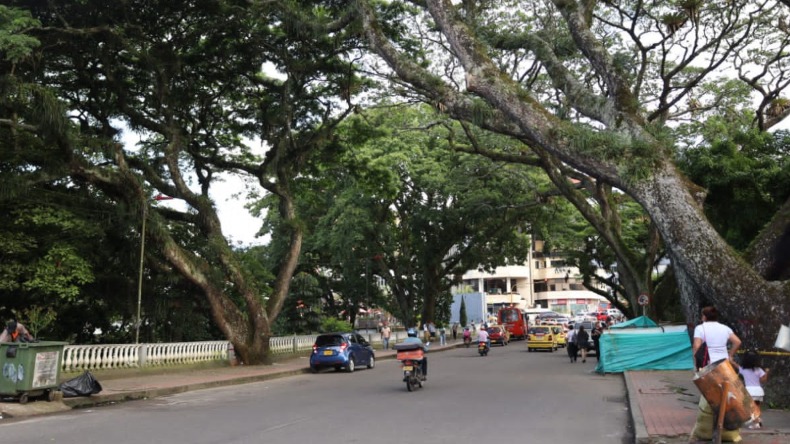 Cerrarán la calle 10 para realizar corte preventivo de árboles con afectaciones en el Parque Centenario