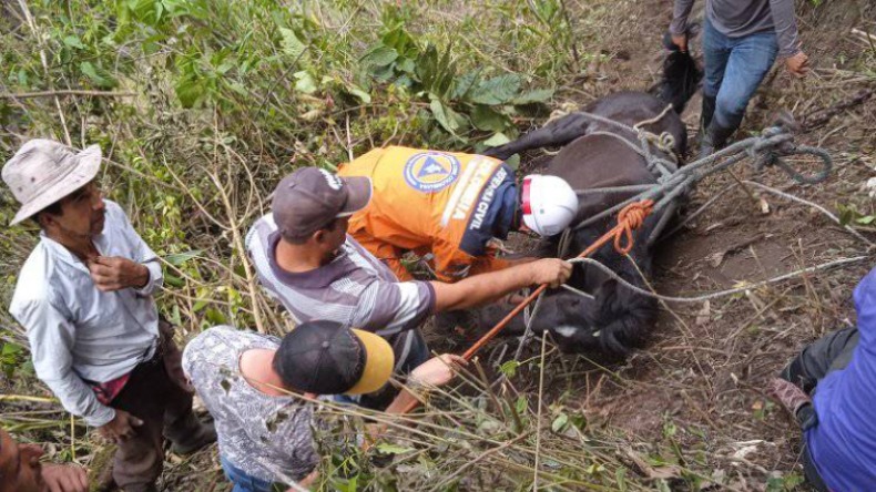 Comunidad se unió para rescatar una yegua que rodó por un abismo