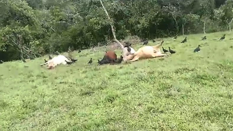Hallaron muertos 20 bovinos en finca de Chaparral