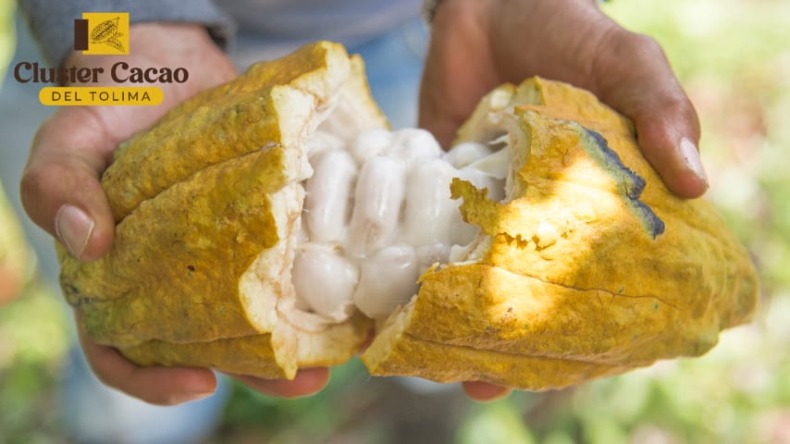 El cacao que se cultiva en 100 fincas del Tolima logró certificación internacional por su sostenibilidad social, económica y ambiental