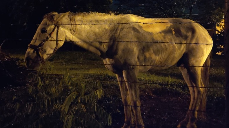 Al sol y al agua dejan amarrado a un caballo en El Salado: denuncian ciudadanos