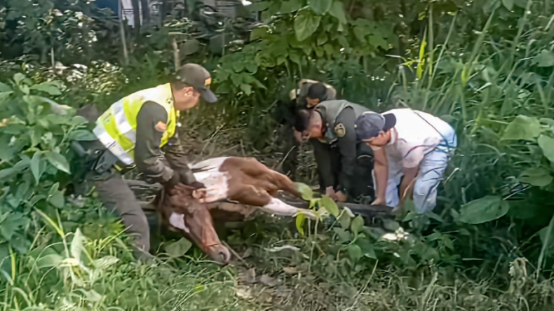 Así fue el conmovedor rescate de un caballo en estado crítico en Ibagué