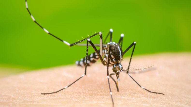 Tolima aumentó un 284% los casos de dengue respecto al 2022