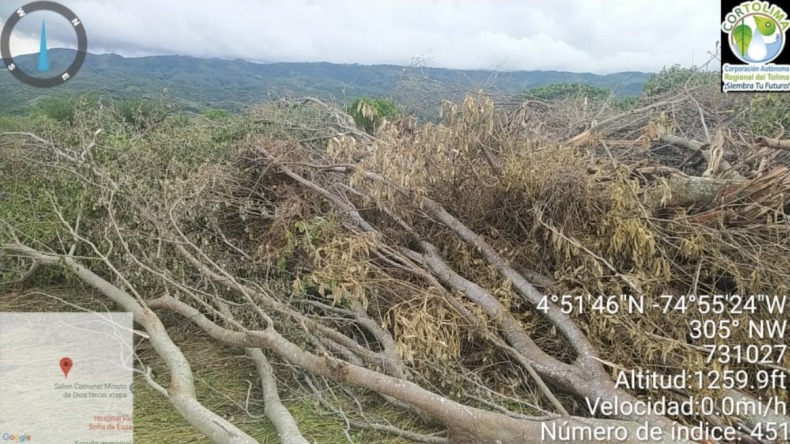 Talaron ilegalmente 500 árboles en Lérida para construir una urbanización