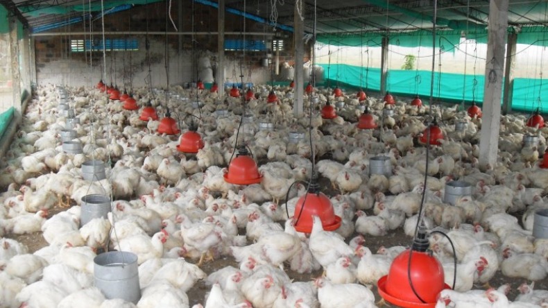 Habitantes piden suspender criadero de pollos en el corregimiento Llanitos de Ibagué