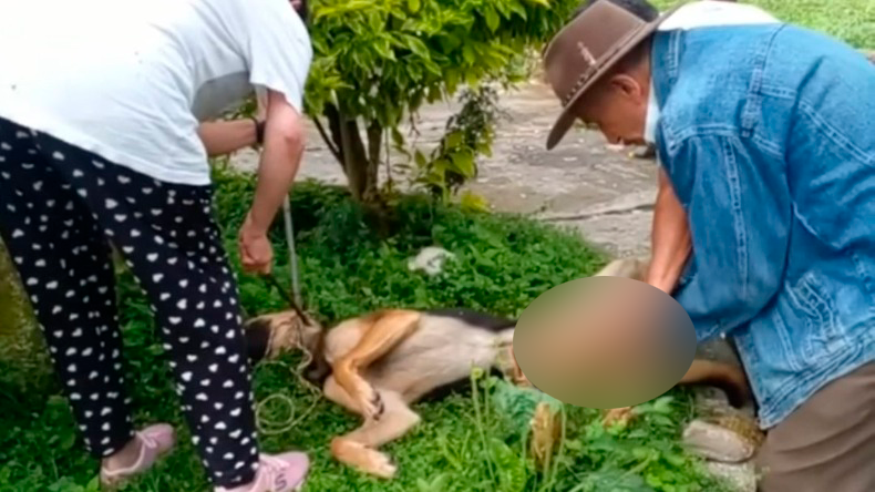 Sin autorización y sin medidas sanitarias castraron un perro en el parque de Líbano