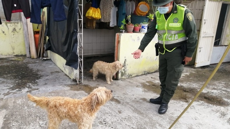Policía rescató a perro que recibió brutal golpiza en el barrio Belalcázar de Ibagué