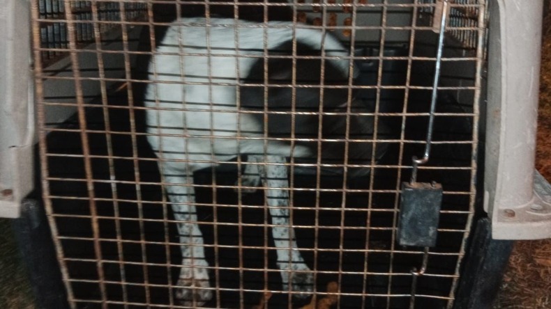 Rescatan a perro que era utilizado para cometer atracos en Ibagué