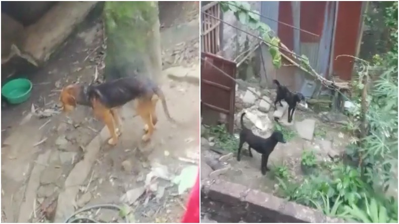Denuncian que perros permanecen encadenados y sin alimento en vivienda del barrio El Bosque 