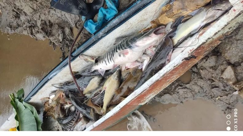 Mortandad de peces en el río Magdalena a la altura de Honda