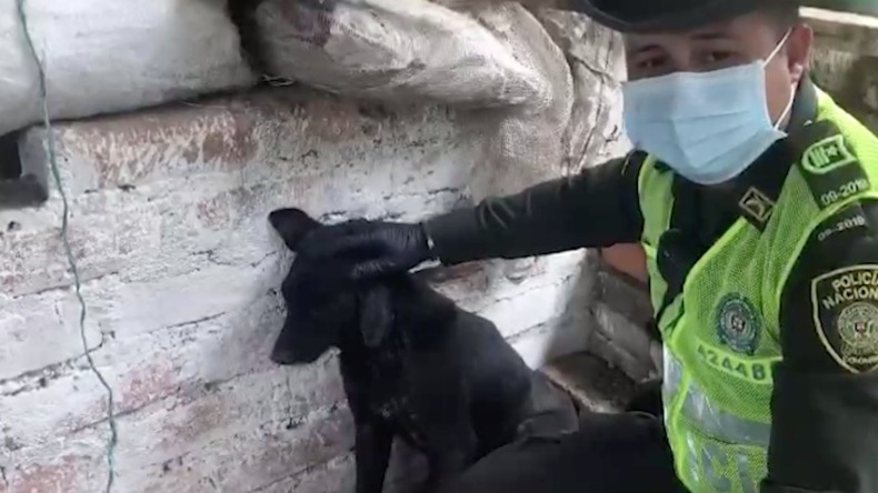 Policía Ambiental rescató en la vereda La Coqueta de Ibagué a perrito de un año que no podía caminar 