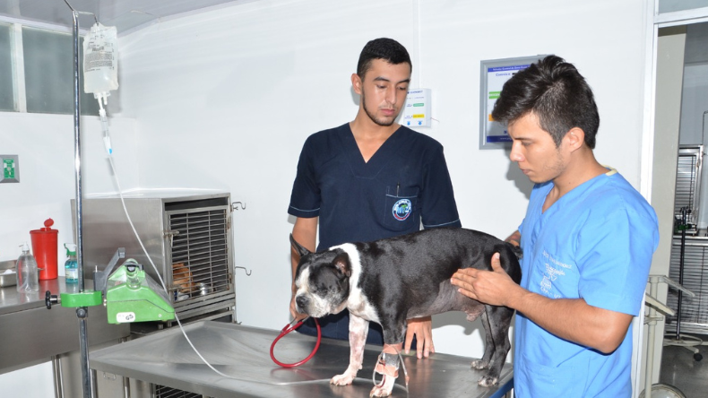 Estos son los pasos para solicitar la visita de inspección a los establecimientos de cuidado animal