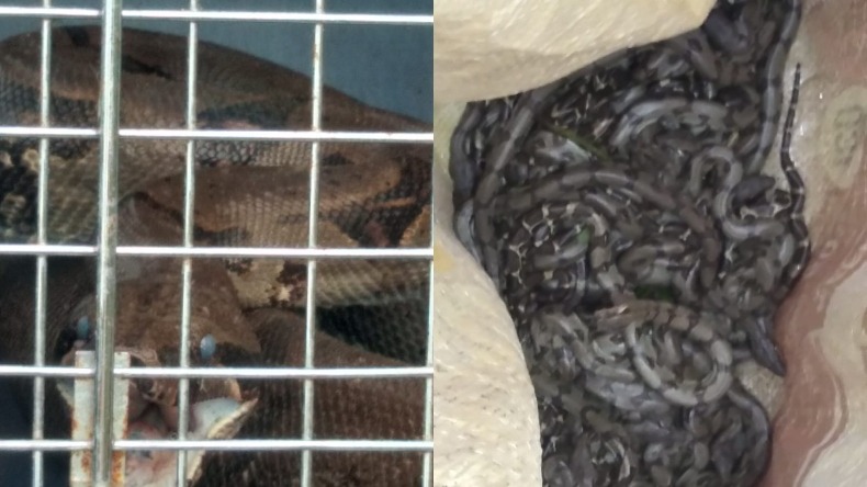 Familia fue sorprendida por la presencia de una serpiente con 45 crías en Fresno 