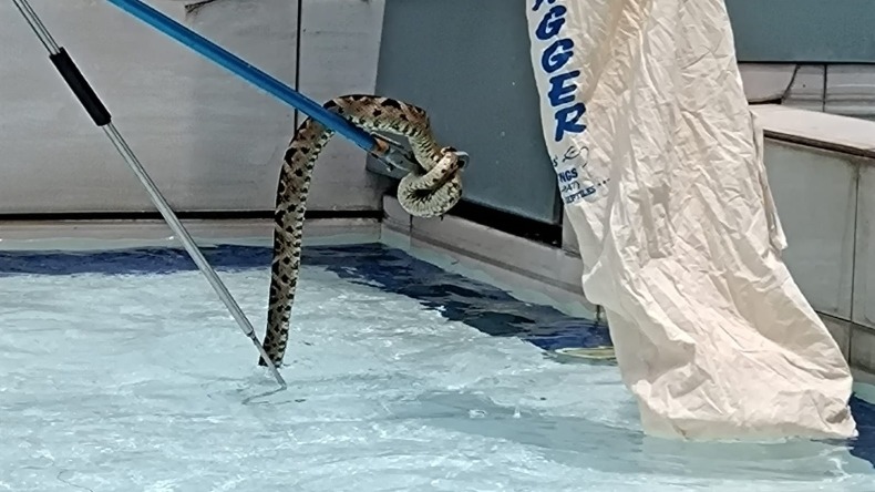 Autoridades rescataron una serpiente venenosa en las piletas del centro comercial La Estación