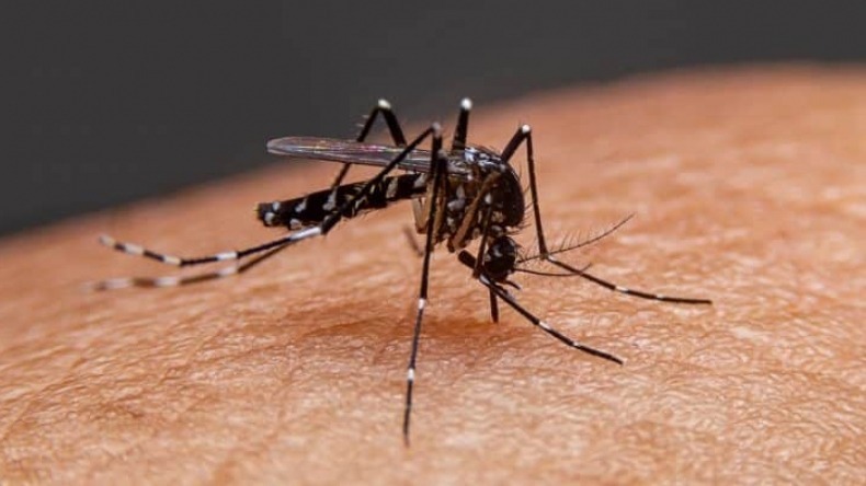 Tenga en cuenta estas recomendaciones para prevenir el contagio de dengue, zika y chikunguña