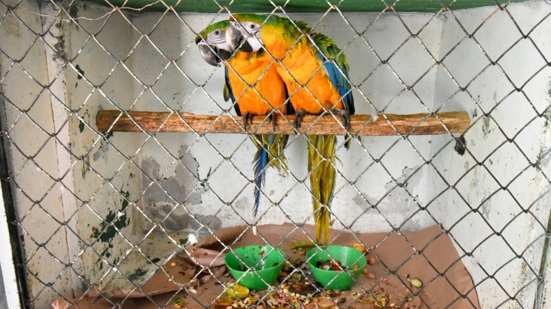Más de 150 aves se están recuperando en el CAV de Cortolima