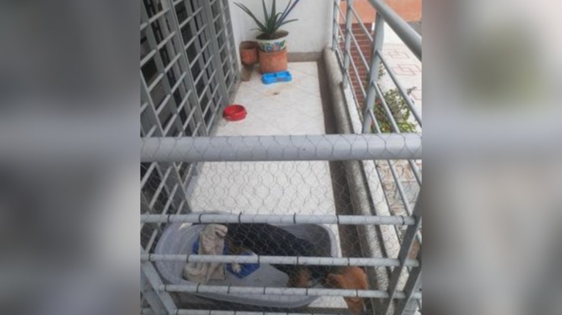 Denuncian presunto caso de maltrato animal en el barrio Prados del Norte