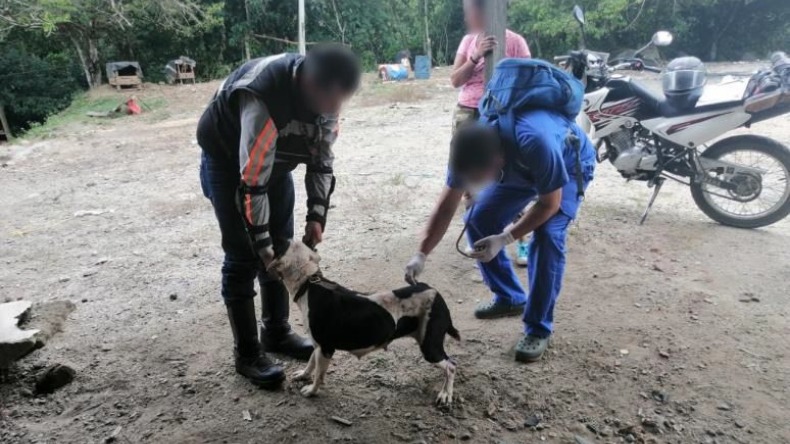 Fiscalía imputó a un hombre por mantener en pésimas condiciones de cuidado a cuatro perros 