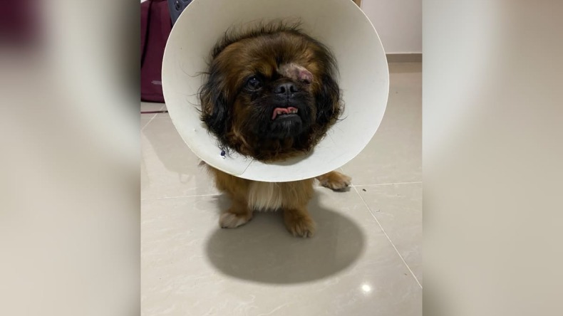 La tragedia del pekinés que perdió un ojo tras el ataque de otro perro en Fortezza 1