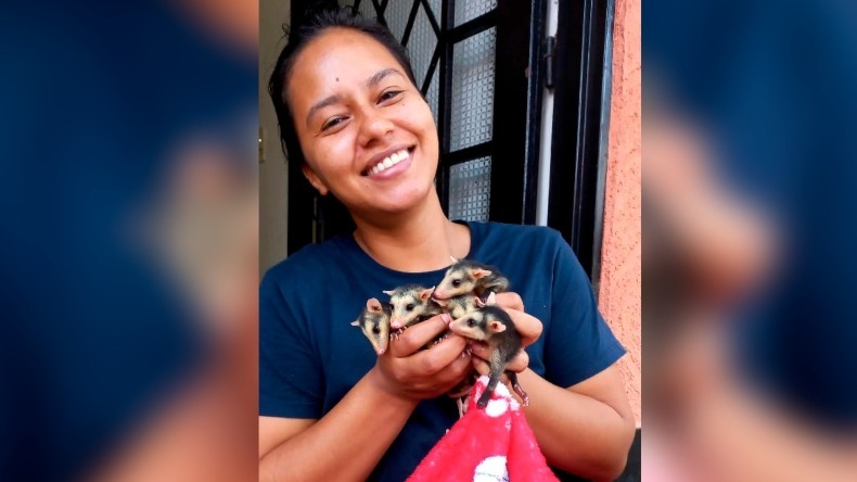 Entre el karate y los rescates: esta es la historia de una ibaguereña que ha salvado a más de 100 zarigüeyas en el Tolima