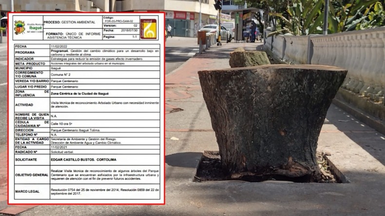 Informe reciente de la Alcaldía de Ibagué no recomendaba la tala de los árboles del Centenario