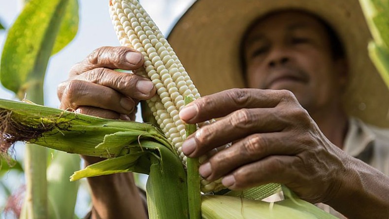 Ministerio de Agricultura girará $1.400 millones para proyecto agrícola en el Tolima