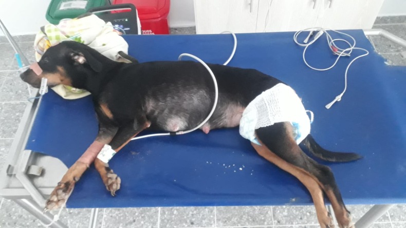 Judicializan a hombre que habría causado la muerte de una perra en Ibagué 