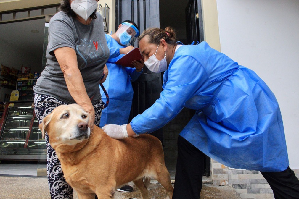 Inicia la segunda semana de vacunación contra la rabia para mascotas de Ibagué