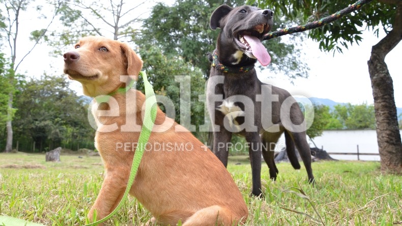 Comenzarán nuevas jornadas de vacunación e identificación de mascotas mediante chip en Ibagué