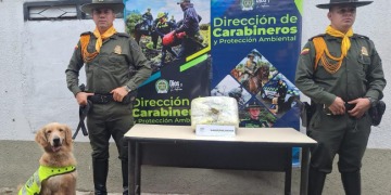 Canino halló 2.800 gramos de marihuana en un paquete de encomienda en Ibagué