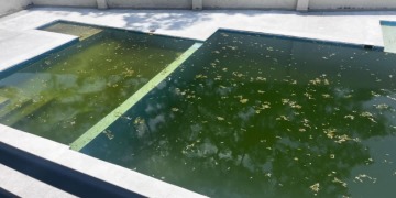 Con mosquitos y suciedad: denuncian mal estado de piscina de un conjunto en Ibagué 