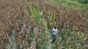 Plaga provocó la pérdida del 30% de la producción de maíz en el Tolima