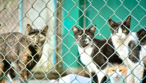 Jornada de adopción: 80 perros y gatos que están en el CAPA de Ibagué buscan un hogar