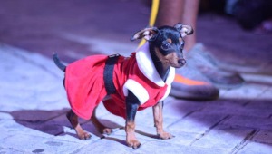 Prepárese para el desfile navideño de mascotas de la Alcaldía de Ibagué