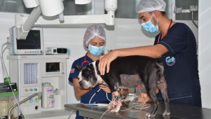 Investigación veterinaria elaborada en el Tolima se destaca en revista científica europea
